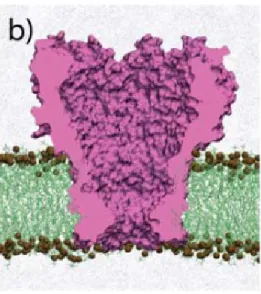 Figure 2.8 – Mod` ele tout-atome de la porine MspA ins´ er´ ee dans une bicouche lipidique.