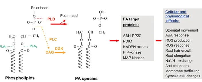 Figure 1.2   The  sites  of  phospholipid  hydrolysis  by  phospholipase  A,  C,  D  and  the  targets  of  PA  identified in plants  