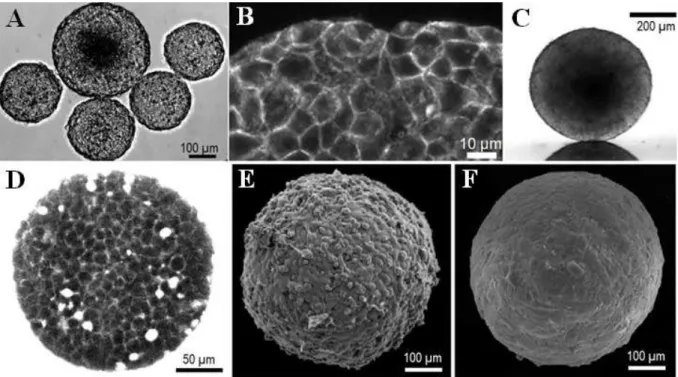 Fig. 1.1: (A-D) F9 WT cell aggregates. (A) Optical microscopy image of aggregates of cells  taken two days after the beginning of the aggregation