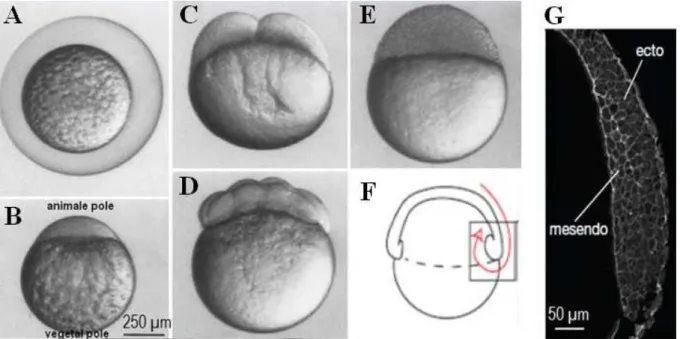 Fig.  1.2:  (A-B)  Views  of  a  fertilized  zebrafish  egg.  (A)  With  protective  chorion