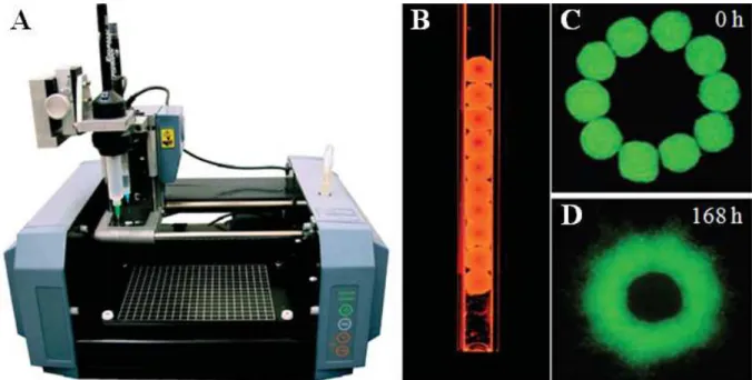 Fig.  1.6:  Tissue  engineering  44 .  (A)  Special  purpose  3D  bioprinter  with  two  mechanically  driven  extruders