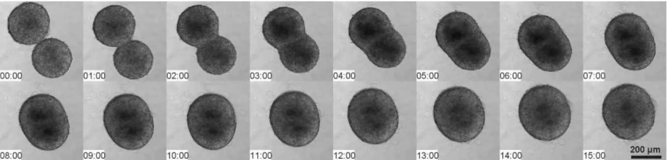 Fig.  1.7:  Timelapse  images  every  1  hour  of  the  fusion  of  two  mouse  carcinoma  F9  cell  aggregates that were put into contact at t=0