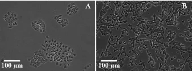 Fig.  2.1:  Optical  microscopy  images  presenting  differences  between  cells  in  culture