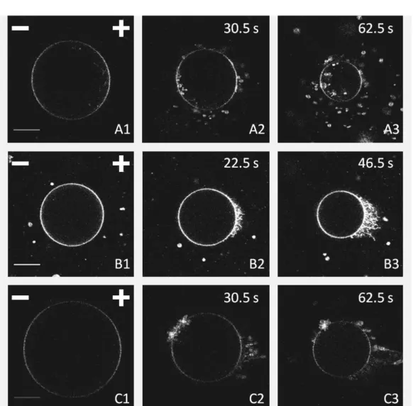 Figure 4.3: Images des liposomes A, B et C, aux temps indiqués par les diamants sur la ﬁgure 4.2, correspondant à 0, 12 et 24 impulsions reçues.