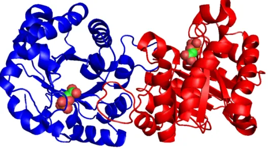 Fig. 1.12 – Structure quaternaire de l’enzyme triose phosphate isom´ erase de la levure.