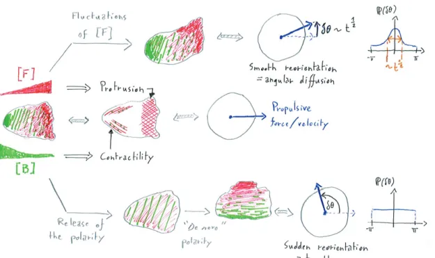 Figure 1.10: Summary of the cell polarity dynamics.
