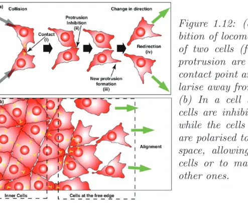 Figure 1.12: (a) Contact inhi- inhi-bition of locomotion in the case of two cells (from [24])
