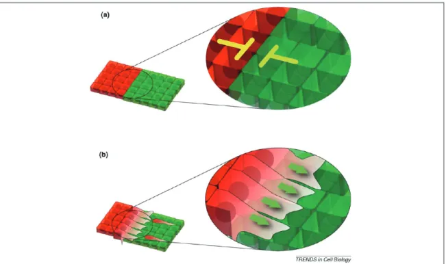 Figure 1.14: Interspecies contact inhibition of locomotion (from [24]).