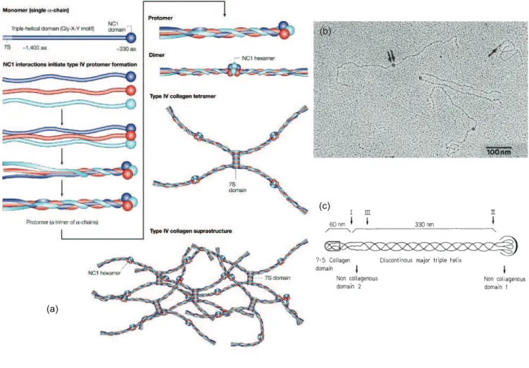 Figure 1.7  (a) Shéma représentant l'assemblage d'une bre de ollagène omposée de trois