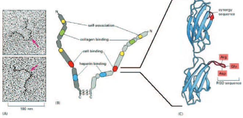 Figure 1.8  (A) Images en mirosopie életronique de dimères de bronetine. Les èhes roses