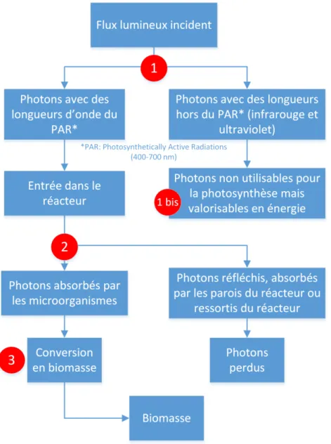 Figure  1 :  Utilisation  des  photons  dans  un  photobioréacteur.  Les  disques  rouges  numérotés  correspondent  aux  quatre  axes  d’amélioration  pour  assurer  une  conversion  maximale  de  l’énergie solaire en biomasse (voir texte)