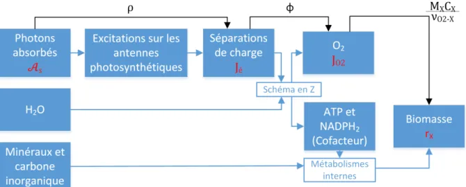 Figure  2 :  Diagramme  illustrant  le  processus  de  photosynthèse :  la  conversion  des  photons  absorbés,  de  l’eau  et  des  minéraux  en  dioxygène  et  en  biomasse