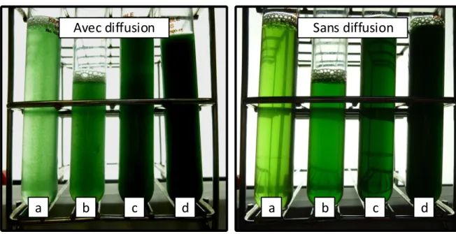 Figure 4 : Photographies de tubes remplis de cultures de microalgues (Arthrospira Platensis) à  des concentrations croissantes du repère a à d