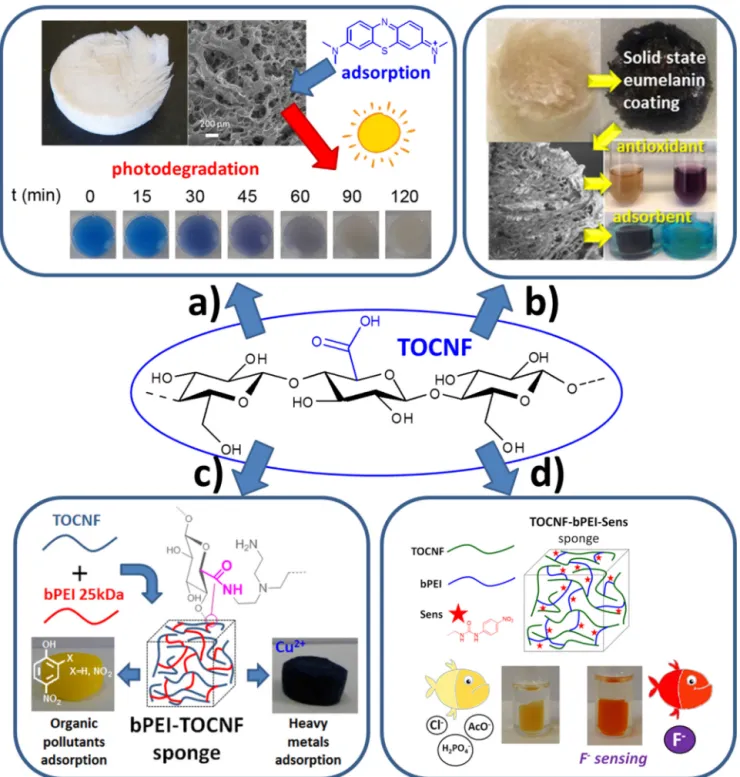 Fig. 6. Signiﬁcant examples of TOCNF-based aerogels. (a) Ceramic aerogels for pollutant photodegradation; (b) Eumelanin coated sorbent aerogels; (c) bPEI-TOCNF sorbent aerogels for environmental remediation; (d) Functionalized bPEI-TOCNF sorbent aerogels f
