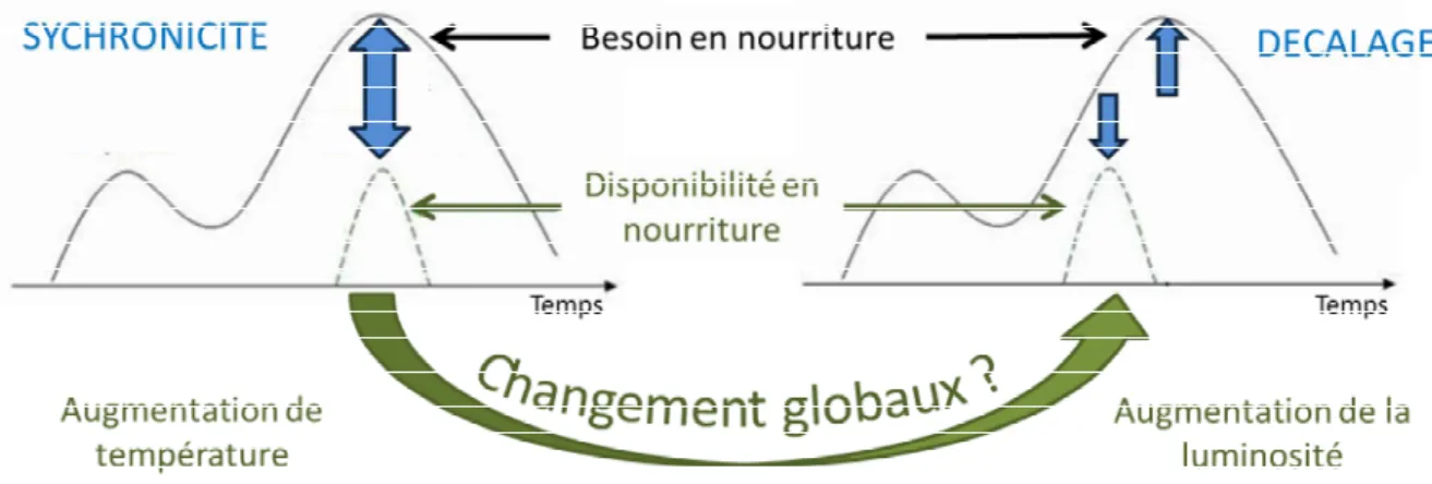 Figure  2 :  Influence  des  changements  globaux  et  synchronisation  entre  ressource  et  besoin