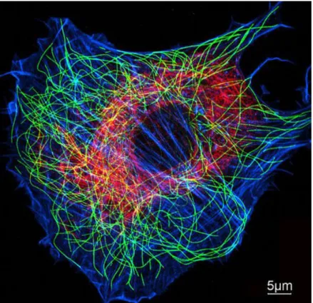 Figure 1.8: Immunofluorescence micrograph of a rat fibroblast cell, stained for micro- micro-tubules (green), actin microfilaments (blue) and vimentin intermediate  fila-ments (red)