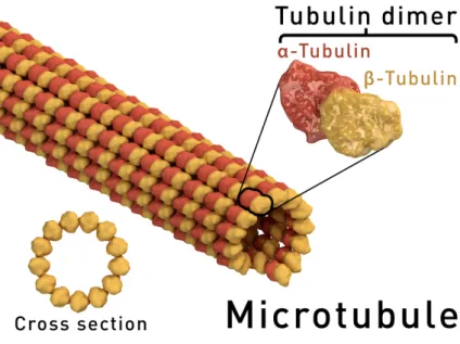 Figure 1.9: Schematic of microtubule structure. Figure by Thomas Splettstoesser, CC- CC-BY-SA 4.0.