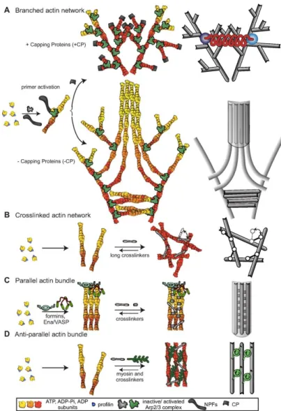 Figure 1.13: Different types of assembled actin structures and their mechanical descrip- descrip-tion on the right, in grey