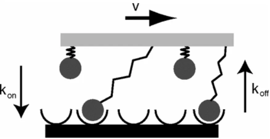 Figure 2.6: Model for an adhesive cluster that bridges two surfaces in motion relative to each other