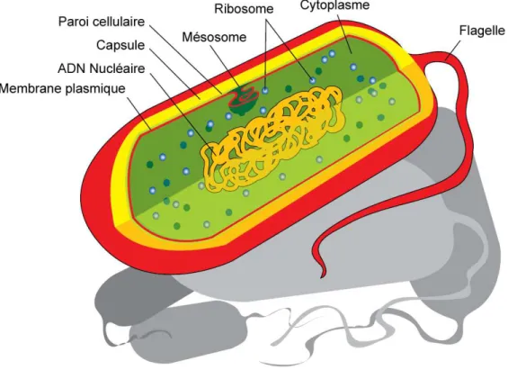Fig. 1.2 – Diagramme d’une cellule procaryote.