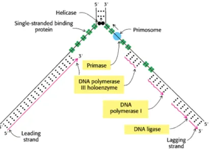 Fig. 1.6 – Sch´ema de la r´eplication chez les procaryotes. On voit que le nouveau brin tardif, compl´ementaire de l’ancien brin pr´ecoce, est form´e de petits fragments d’ADN, tandis que le nouveau brin pr´ecoce est form´e continˆ ument.