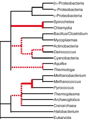 Fig. 1.7 – Phylog´enie des bact´eries et des Archaea. De bas en haut, on observe sur cet arbre les eucaryotes, le branchement des Archaea et celui des bact´eries
