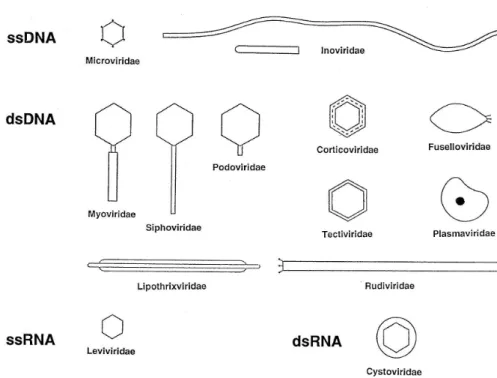 Fig. 1.8 – Principales morphologies des bact´eriophages.