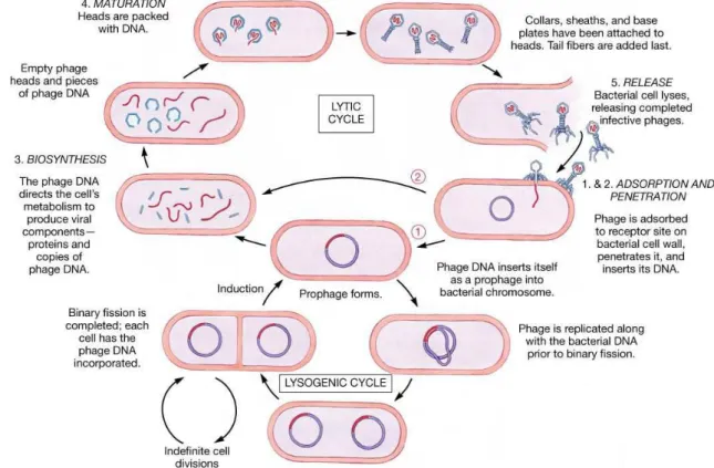 Fig. 1.10 – Cycles de vie lytique et lysog´enique d’un phage.