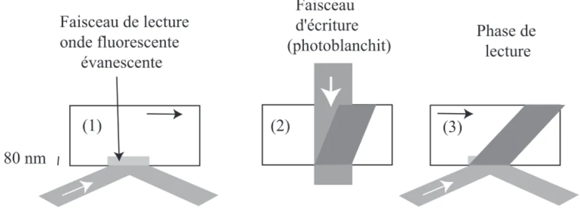 Fig. I.6 : Schéma de principe de la procédure utilisée pour les mesures de FRAP.