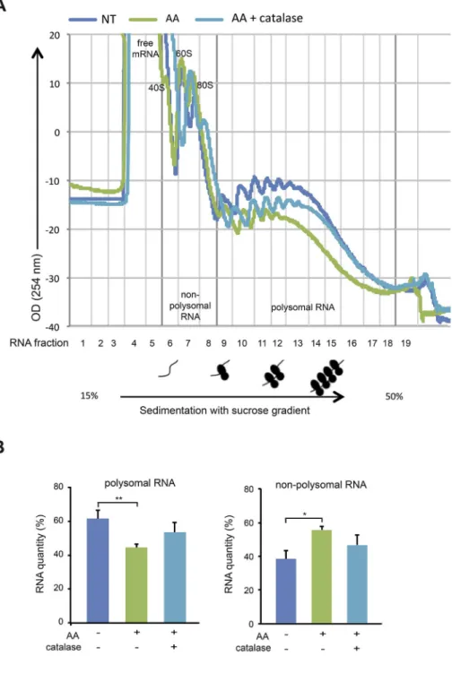 Fig. 6. Effect AA treatment on polysome gradient profiles of MDA-MB-231 cells. (A) Non-treated (NT) cells, cells treated for 2 h with 10 mM AA, 10 mM AA plus 2000 U/ml catalase were incubated for 15 min with cycloheximide to stop ribosomal elongation