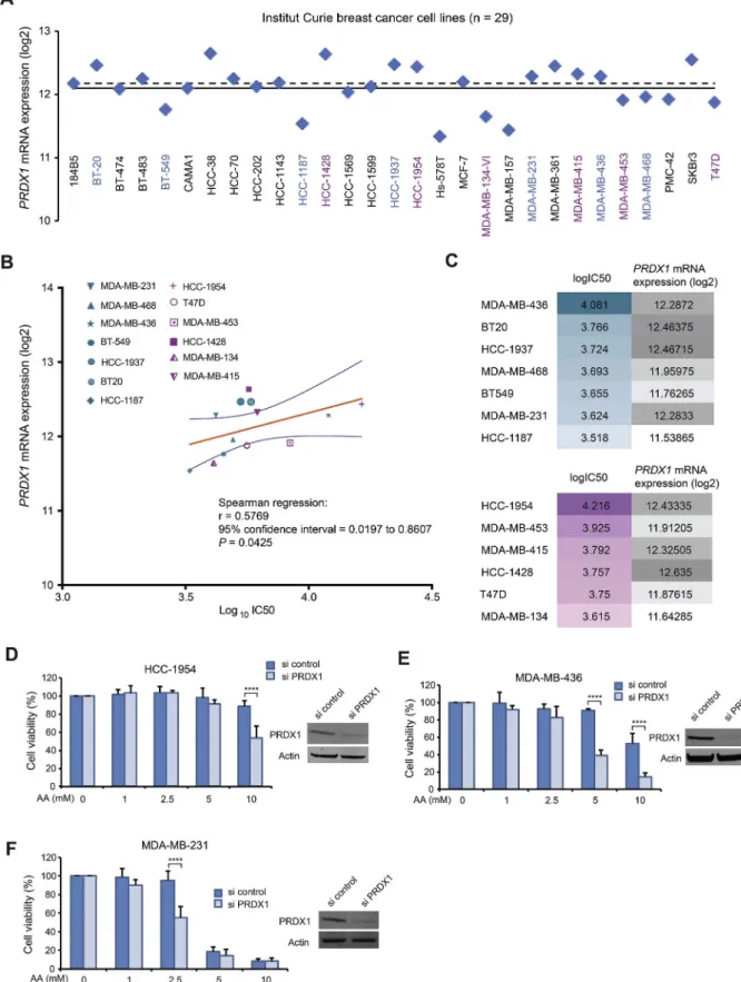 Fig. 7. PRDX1 expression and its link to breast cancer cellular response to AA. (A) PRDX1 mRNA expression patterns in log 2 values in 29 breast cancer cells retrieved from publicly available transcriptomic datasets of the Institut Curie breast cancer cell 