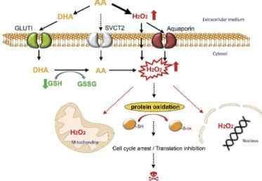 Fig. 8. A model for AA- and DHA-induced cytotoxicity in breast cancer cells. Upon AA-treatment, H 2 O 2 is generated in the extracellular medium and then imported to breast cancer cells by aquaporins or by passive diffusion across plasma cellular membranes