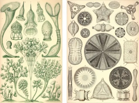 Figure 1.1. Drawing of single cell and colonies of protozoa (left) and diatoms (right) from Ernst Haeckel’s Art Forms  in Nature, 1904