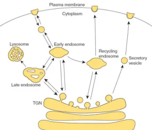 Figure 1.5. Membrane trafficking to and from the plasma membrane. TGN is the trans Golgi network (Orlando and  Guo, 2009)