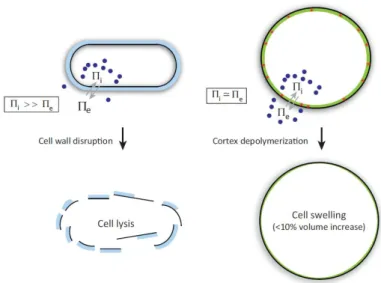 Figure 1.8. The actomyosin cortex versus the cell wall. In walled cells the internal turgor pressure is very high