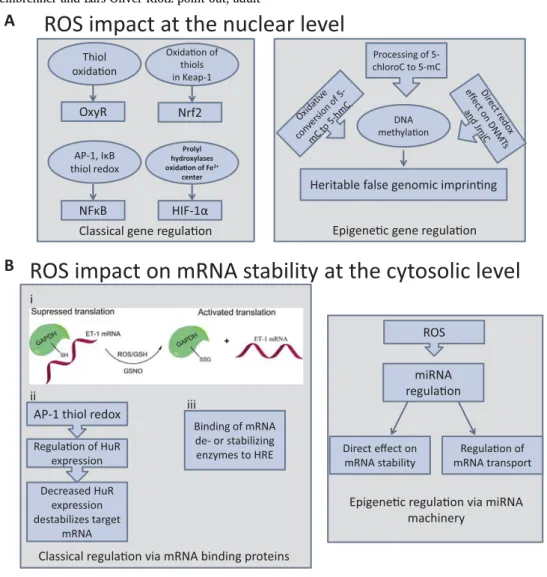 Fig. 3.2. (A) Reactive oxygen species can display their regulatory eﬀect on the classical gene regulatory machinery and on epigenetic processes