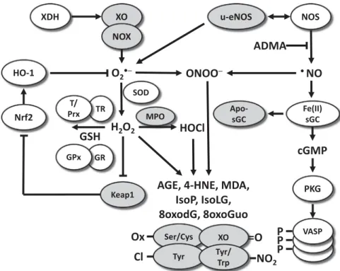 Fig. 4.1. Redox pathways associated with putative biomarkers of oxidative stress. The processes that lead to oxidative modiﬁcations of proteins, lipids, and nucleotides are highly complex