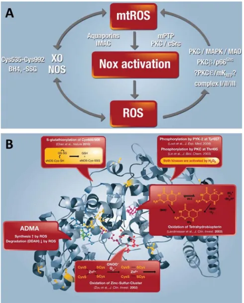 Fig. 2.1. (A) Crosstalk between diﬀerent sources of ROS and RNS (mitochondria, NADPH oxidases, xanthine oxidase and NO synthase)