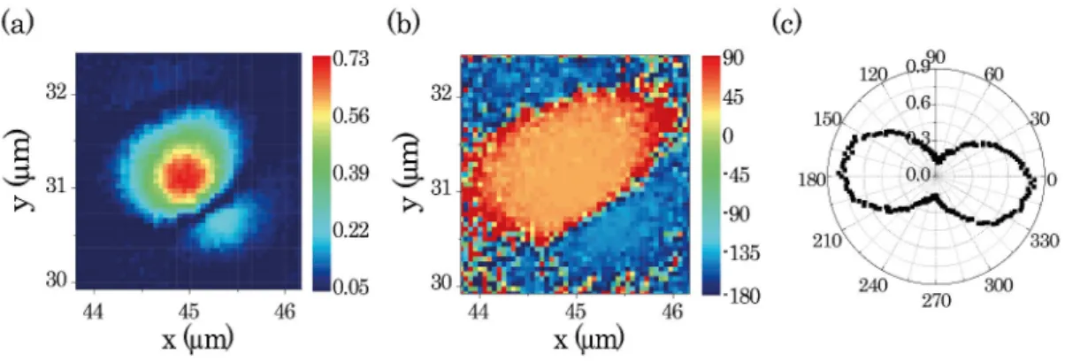 Figure 2.16: Example of images acquired by PLEOM. (a) 2D amplitude image; (b) 2D phase image and (c) intensity polarization plot.