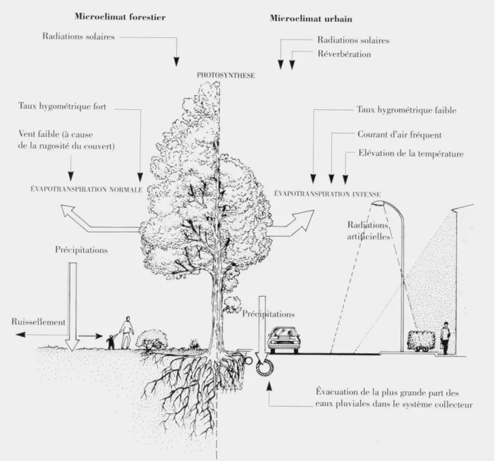 Figure 1.2. Dessin représentant les conditions microclimatiques d’un arbre planté en rue en comparaison avec un  arbre en milieu forestier (Bourgery and Mailliet 1993)