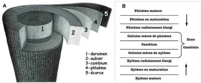 Figure 1.6. A. Structure du tronc (Bary-Lenger and Nebout 1993).  B. Le cambium et la formation des tissus de  conduction secondaire