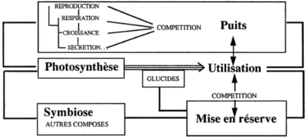 Figure 1.9. Schéma résumant les relations sources-puits pour le carbone (Bory and Clair-Maczulajtys 1988)