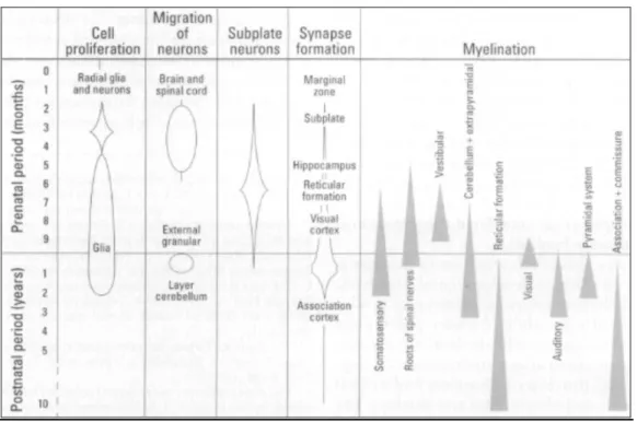 Figure  2  :  Comparaison  des  délais  de  déroulement  des  différents  processus  neurodéveloppementaux  humains (Rice and Barone, 2000)