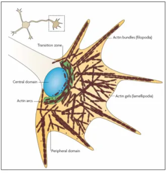 Figure 5 : Différents réseaux d'actine présents dans les cônes de croissance neuronaux (Pak et al., 2008)