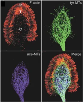 Figure  7  :  Distribution  du  cytosquelette  microtubulaire  dans  le  cône  de  croissance  (Extrait  de  Dent  et  Gertler, 2003)
