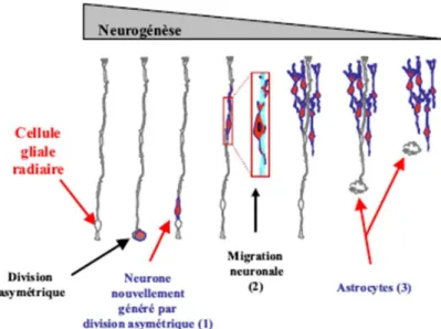 Figure  17  :  Schéma  représentant  le  rôle  des  cellules  gliales  radiaires  pendant  la  neurogenèse  embryonnaire du cortex de souris