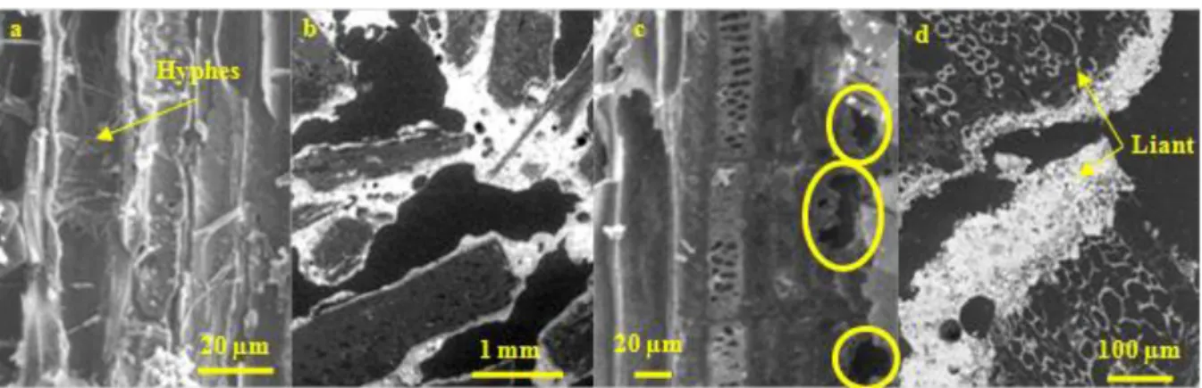Fig. 1: Observation des bétons de chanvre par microscopie électronique à balayage 