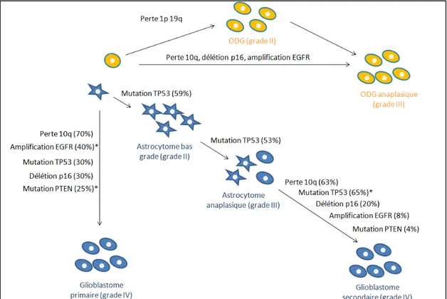 Figure 8 :     Voies génétiques impliquées dans la tumorogenèse des oligodendrogliomes  et  glioblastomes  primaires  et  secondaires  (Selon  Ohgaki  et al.,  2004  et  Hoang-Xuan, 