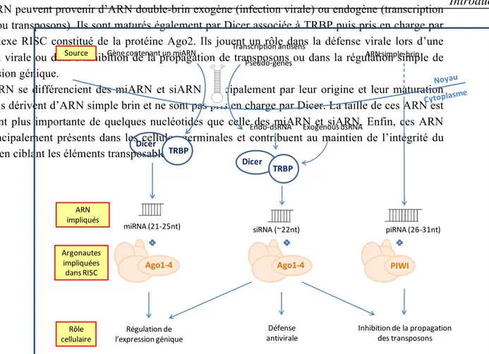 Figure 12 : Comparaison entre les miARN, les siARN et les piARN. 