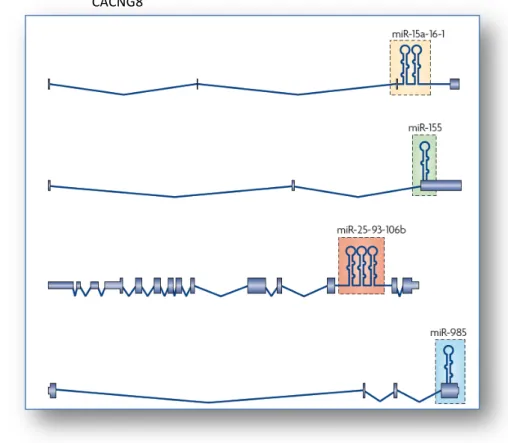 Figure  13 :  Localisation  des  gènes  codant  les  miARN  situés  dans  des  unités  géniques codant des pré-ARNm (selon Kim et al., 2009)